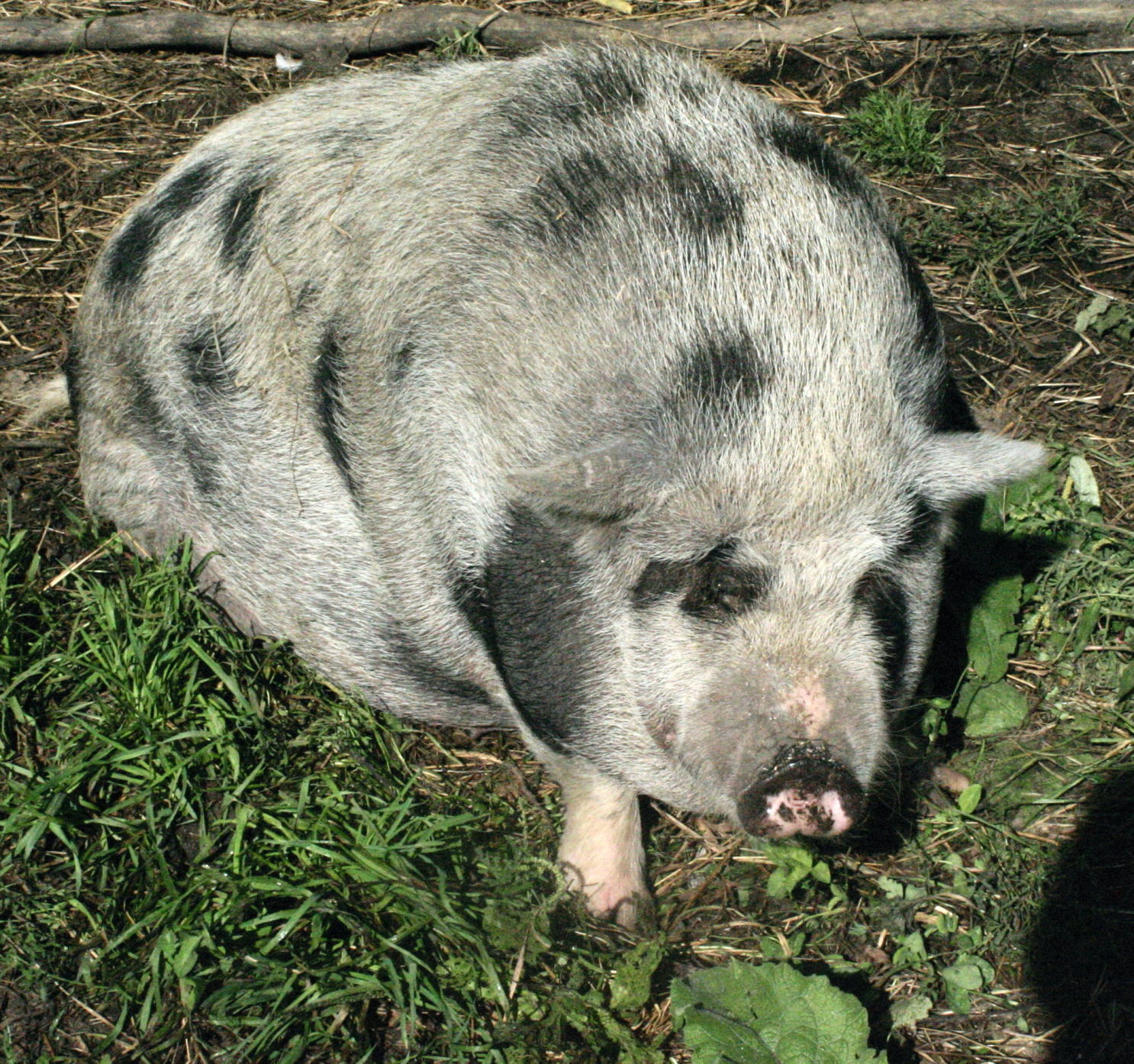 Baby Belinda